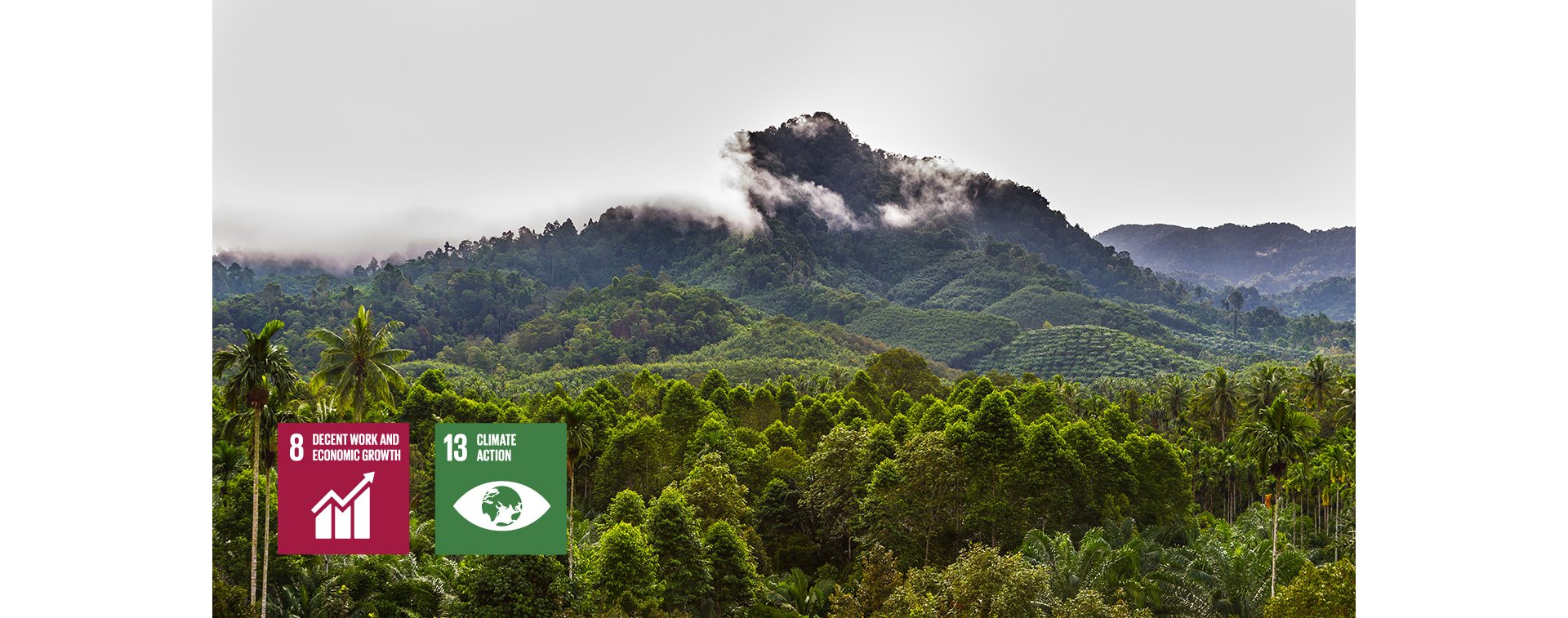 The landscape of mountain and fog with oil palm tree attack