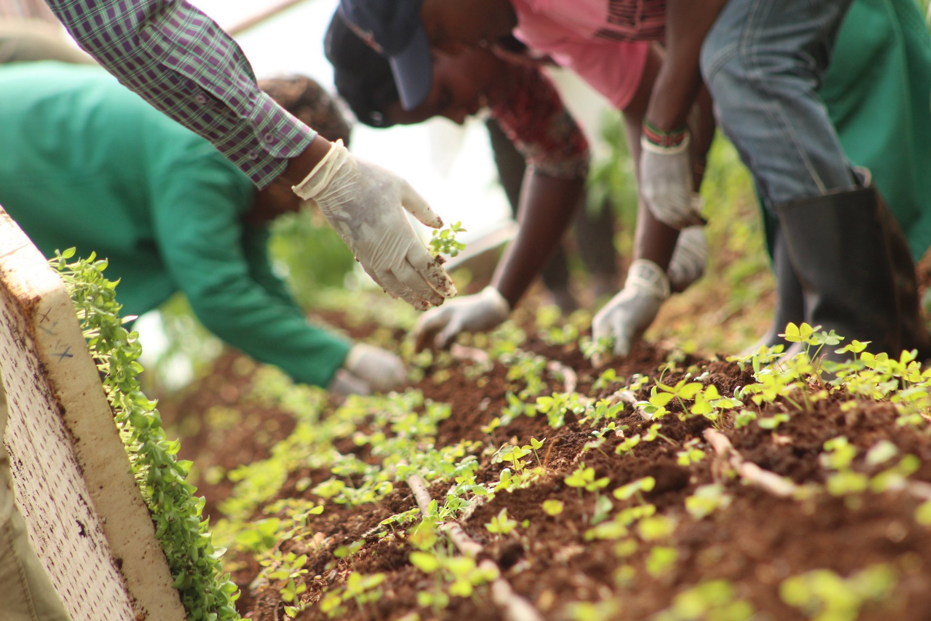 Crop-growing by SMS: Airbus BizLab helps changing farming in Africa 