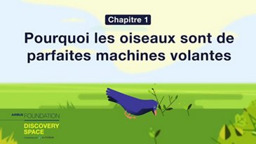 Pourquoi les oiseaux sont de parfaites machines volantes