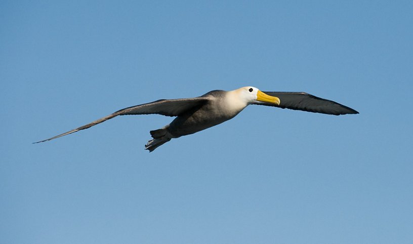 The Albatross Is Inspiring Tomorrow S Aircraft Wings Innovation Airbus Im an albatraoz(pie mix) — neizvestniy ispolnitel. aircraft wings