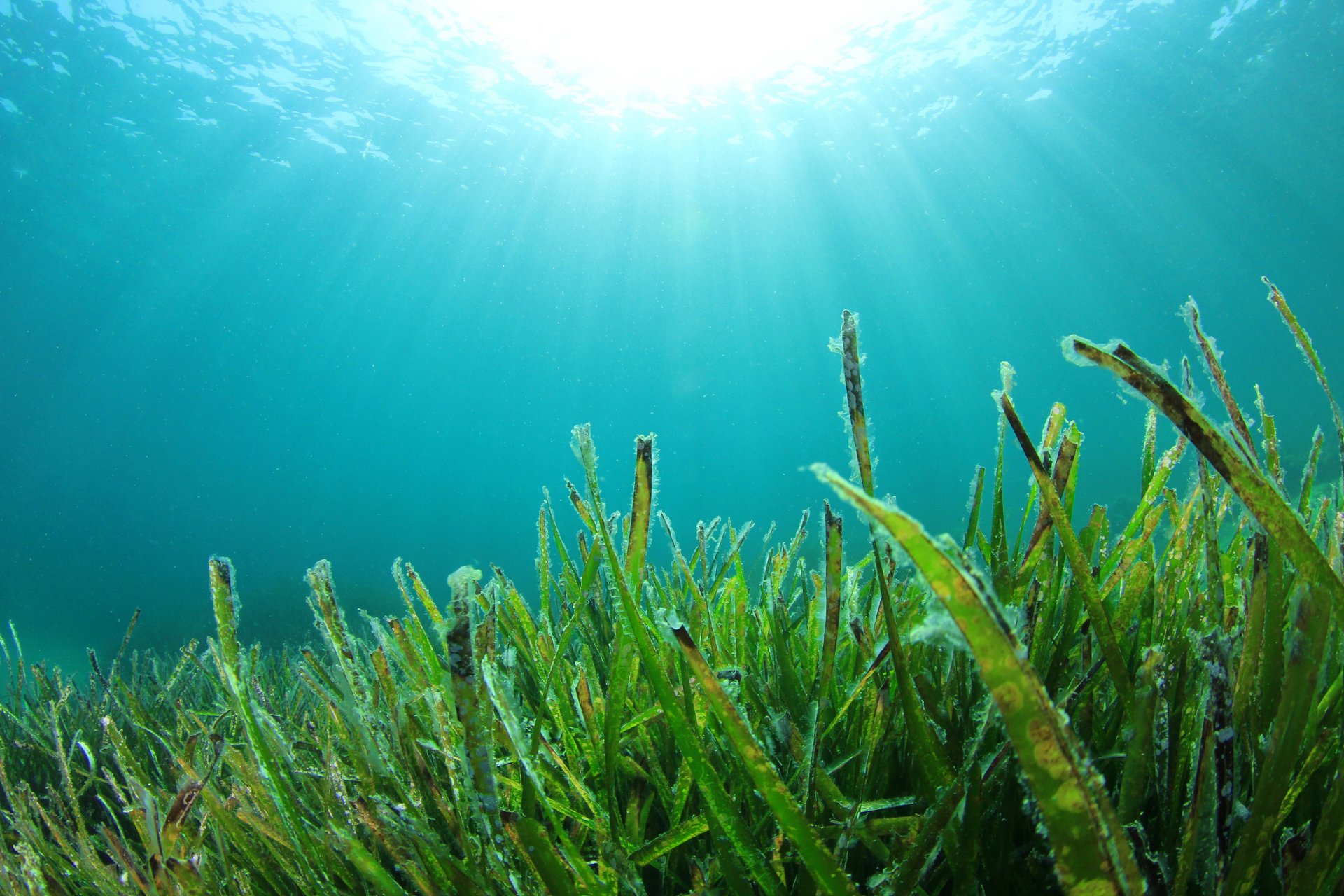 海洋中的水下海藻