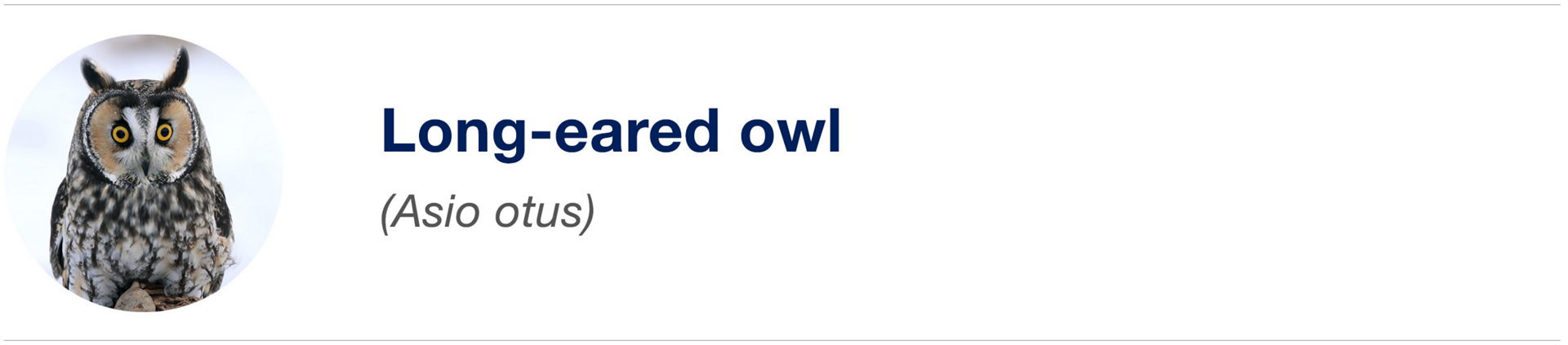 Biomimicry Icon Owl