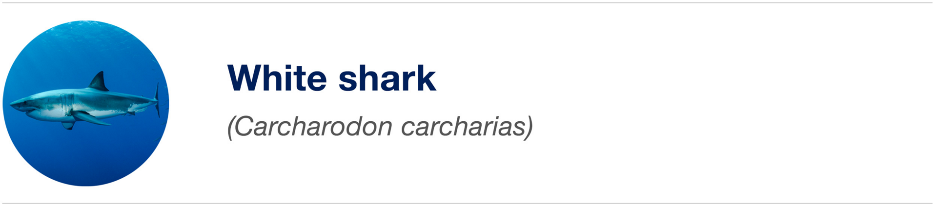 Biomimicry Icon Shark