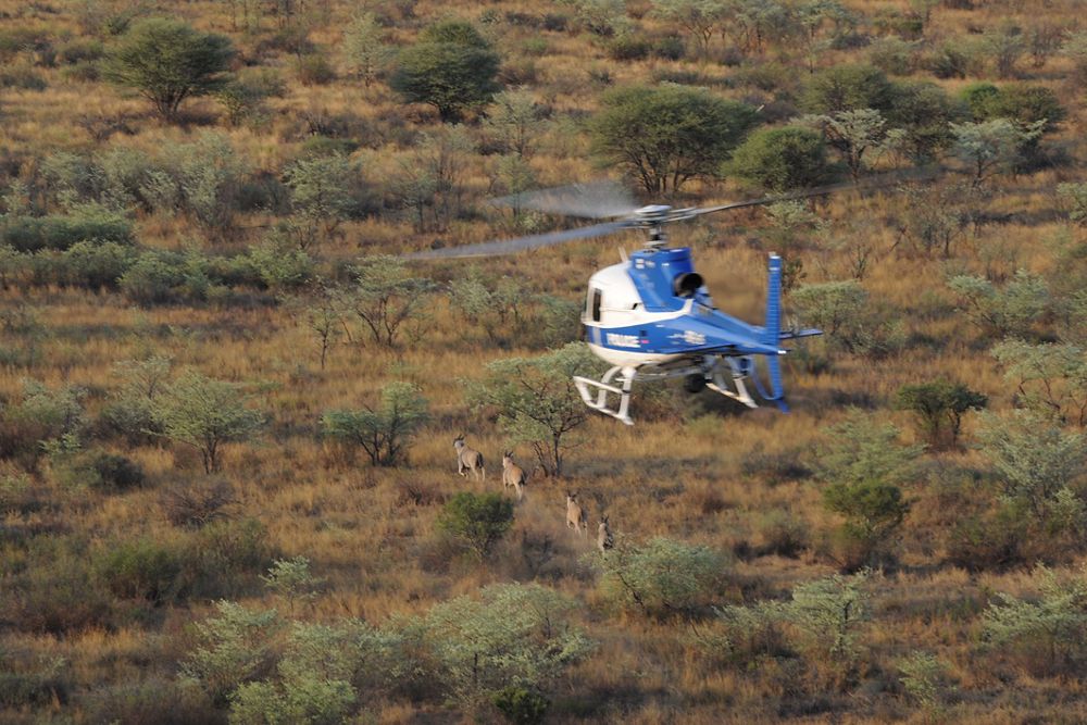 The Botswana Police Service employ one of four H125s for anti-poaching missions, in addition to their regular law enforcement duties.